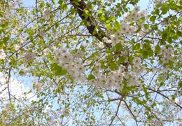 ���������̕��i6