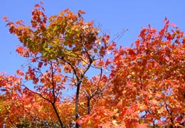 �G�����̓m�̍g�t2