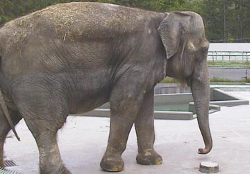 �~�R�������̏�