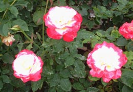 �������o����4�iT.M.�񋟁j