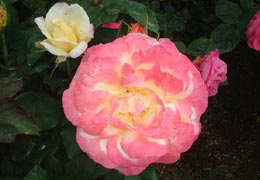 �������o����6�iT.M.�񋟁j