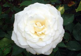 �������K�N��7�iT.M.�񋟁j