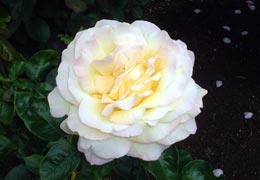 �������o����8�iT.M.�񋟁j