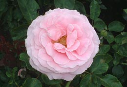 �������K�N��9�iT.M.�񋟁j