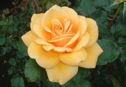 �������o����10�iT.M.�񋟁j