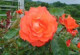 �������o����12�iT.M.�񋟁j