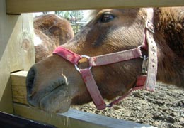 �T�b�|�����Ƃ���4