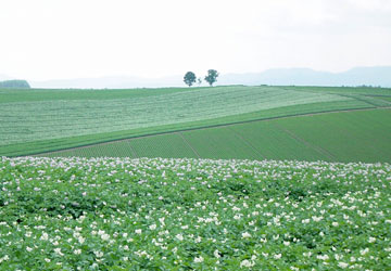 �e�q�̖؁iY.T.�񋟁j