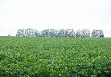 �}�C���h�Z�u���̋u�iY.T.�񋟁j