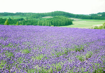 ���x���_�[��1�iY.T.�񋟁j