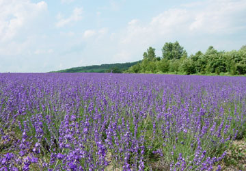 ���x���_�[��2�iY.T.�񋟁j