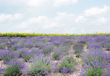 ���x���_�[��3�iY.T.�񋟁j