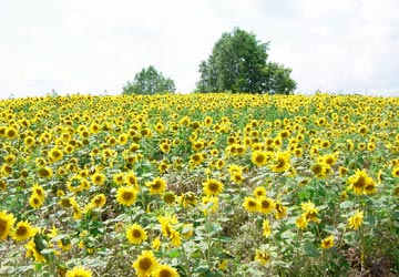 �q�}�������iY.T.�񋟁j