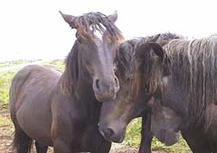 ���i���W�]��ɂ����n