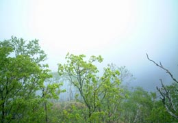 ���̖�����2�iT.M.�񋟁j