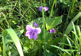 ��t�Ԃ̃V�[�Y��