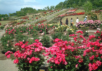 ローズガーデンちっぷべつ1 ローズガーデンちっぷべつ1