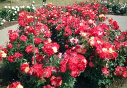 ���[�Y�K�[�f�������Ղׂ�2