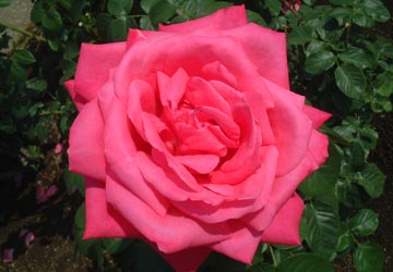 ローズガーデンちっぷべつ4 ローズガーデンちっぷべつ4