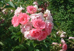 ���[�Y�K�[�f�������Ղׂ�5