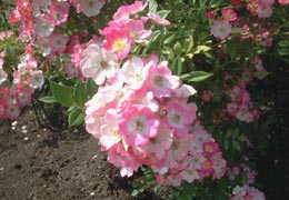 ローズガーデンちっぷべつ6 ローズガーデンちっぷべつ6