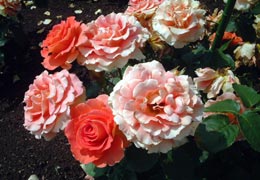 ���[�Y�K�[�f�������Ղׂ�7