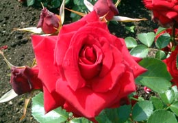 ローズガーデンちっぷべつ8 ローズガーデンちっぷべつ8