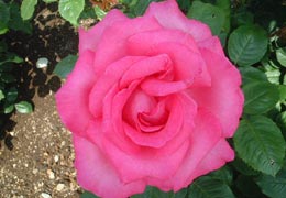 ���[�Y�K�[�f�������Ղׂ�9