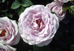 ローズガーデンちっぷべつ10 ローズガーデンちっぷべつ10