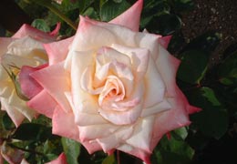 ���[�Y�K�[�f�������Ղׂ�11