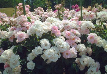 ローズガーデンちっぷべつ13 ローズガーデンちっぷべつ13