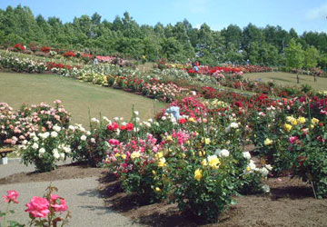 ローズガーデンちっぷべつ14 ローズガーデンちっぷべつ14