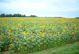 �Ђ܂��̗�3�iT.M.�񋟁j