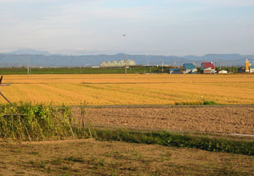 ���`���̕��i